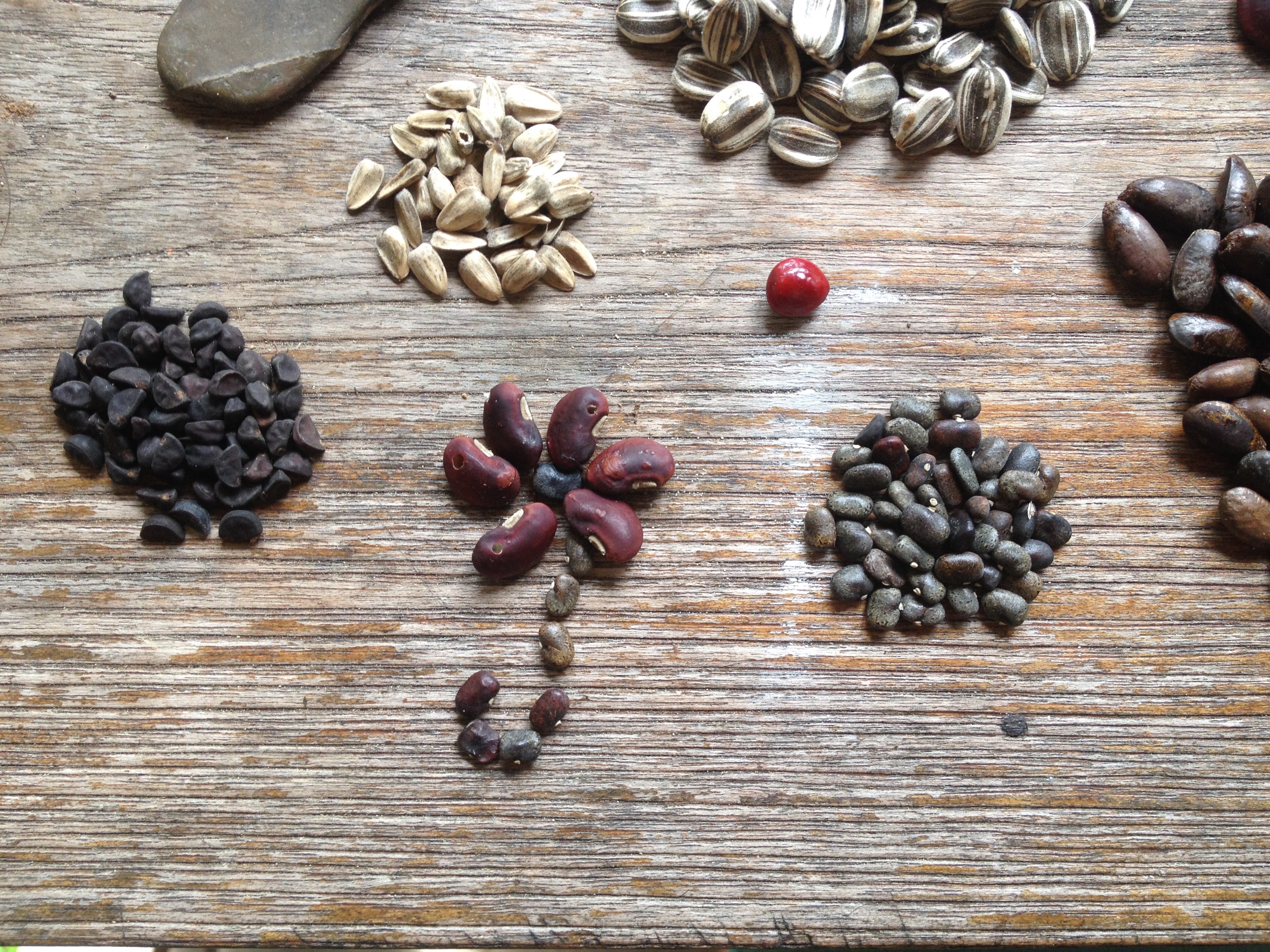 Seed flower 18 revised