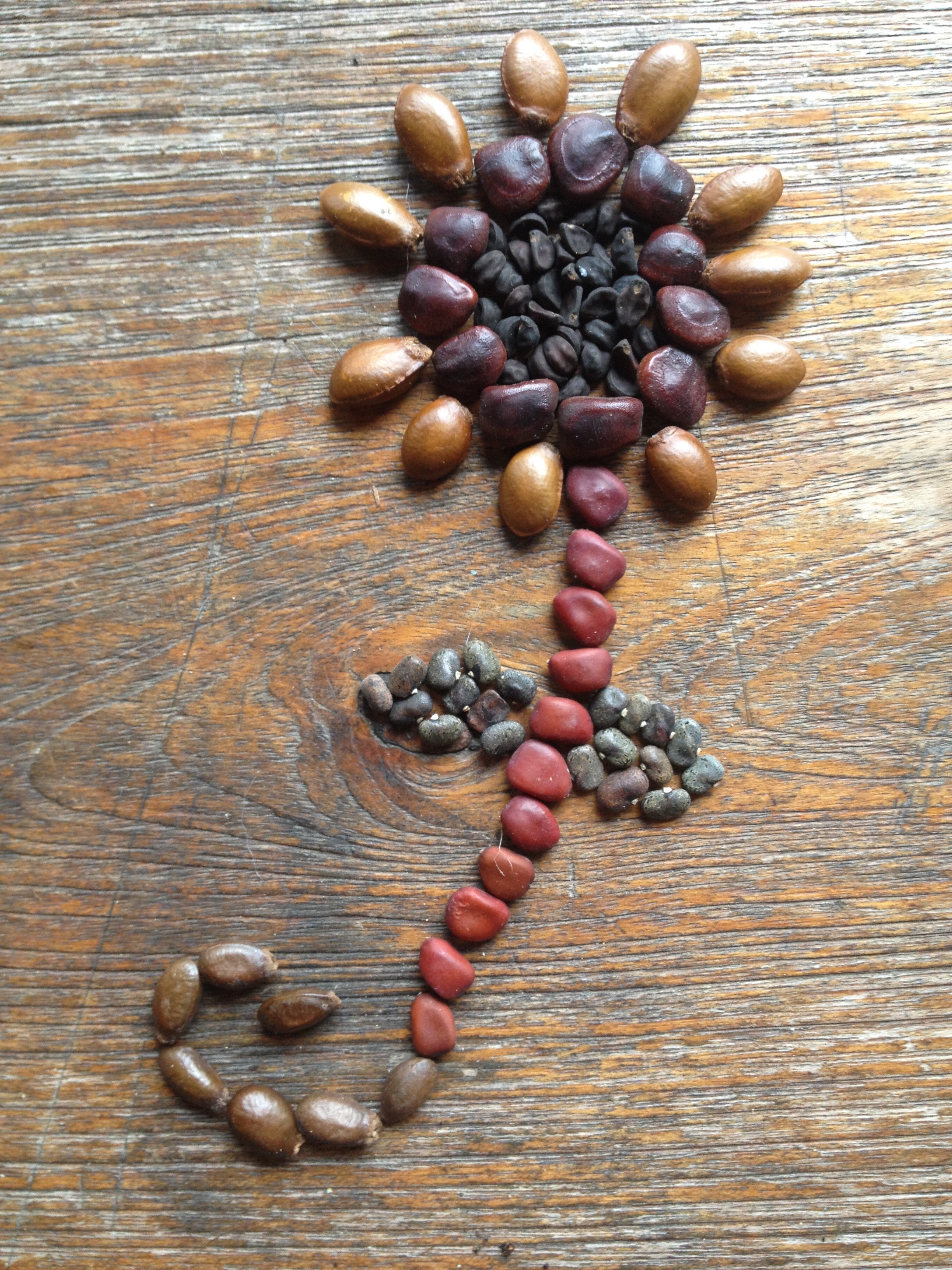 Seed flower 7 revised